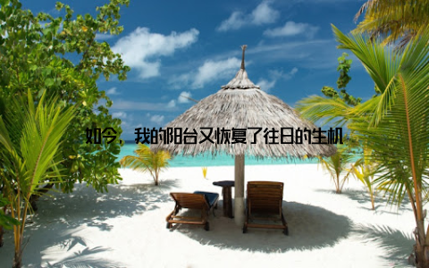 如今, 我的阳台又恢复了往日的生机