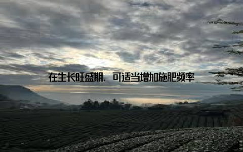 在生长旺盛期, 可适当增加施肥频率