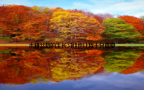 木槿盆栽的生长习性也让我十分喜爱