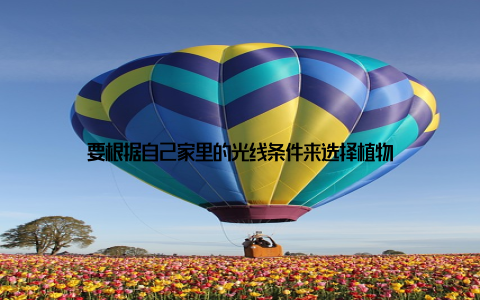 要根据自己家里的光线条件来选择植物