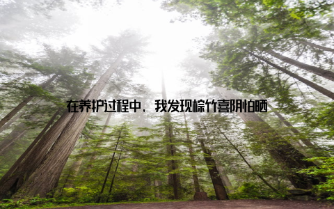 在养护过程中, 我发现棕竹喜阴怕晒