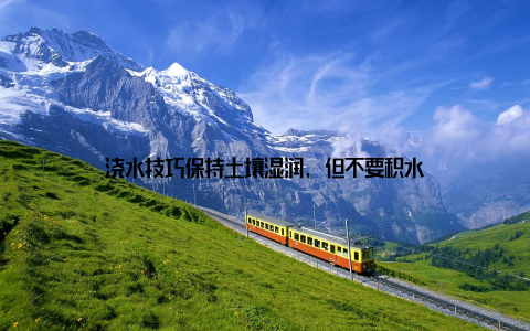 浇水技巧保持土壤湿润, 但不要积水