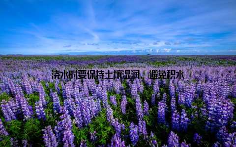 浇水时要保持土壤湿润, 避免积水