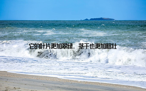 它的叶片更加翠绿, 茎干也更加粗壮