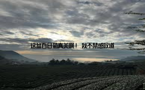 这盆百日菊真美啊! 我不禁感叹道