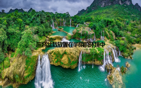 应将盆栽放置在半阴的环境中