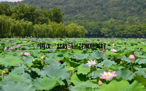 再次, 盆栽马兰花寓意美好