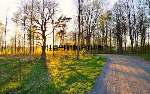 注意光照和水分的平衡