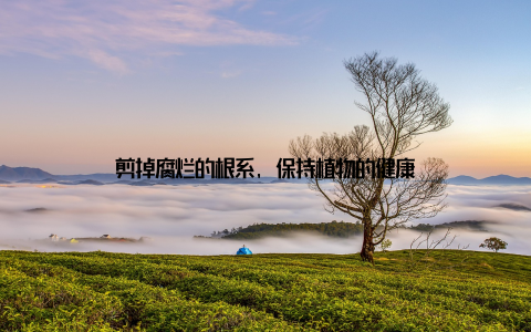 剪掉腐烂的根系, 保持植物的健康