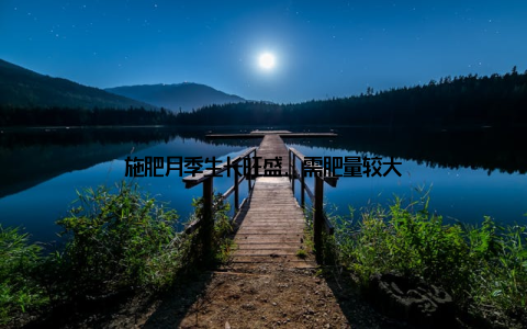 施肥月季生长旺盛, 需肥量较大