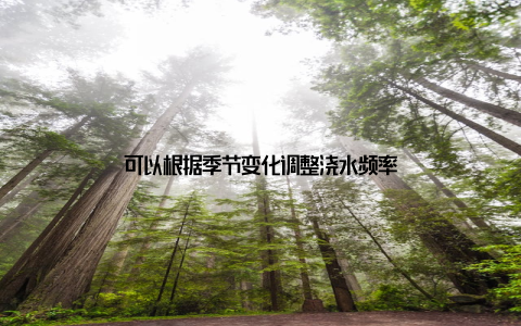 可以根据季节变化调整浇水频率