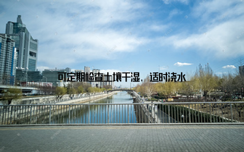 可定期检查土壤干湿, 适时浇水