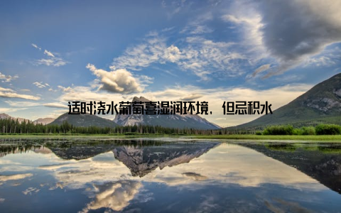 适时浇水葡萄喜湿润环境, 但忌积水