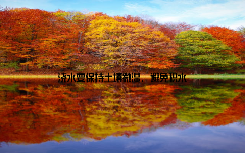 浇水要保持土壤微湿, 避免积水