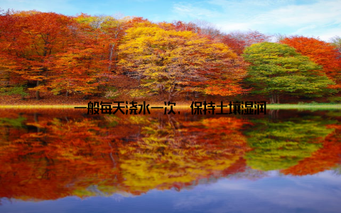 一般每天浇水一次, 保持土壤湿润