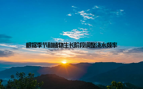 根据季节和植物生长阶段调整浇水频率