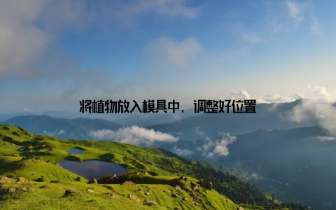 将植物放入模具中, 调整好位置