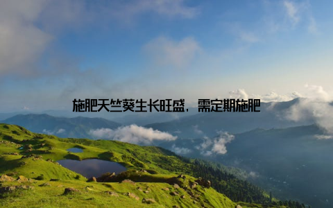 施肥天竺葵生长旺盛, 需定期施肥