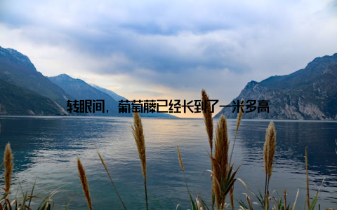 转眼间, 葡萄藤已经长到了一米多高