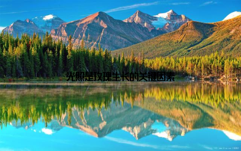 光照是玫瑰生长的关键因素