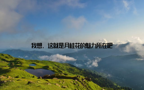 我想, 这就是月桂花的魅力所在吧