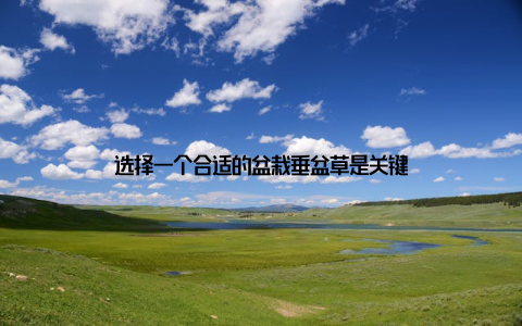 选择一个合适的盆栽垂盆草是关键