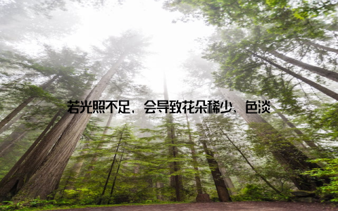 若光照不足, 会导致花朵稀少、色淡