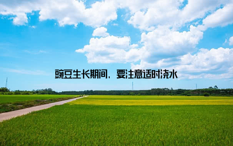 豌豆生长期间, 要注意适时浇水