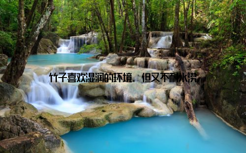 竹子喜欢湿润的环境, 但又不耐水涝