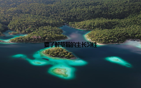 要了解草莓的生长习性