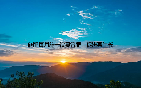 施肥每月施一次复合肥, 促进其生长