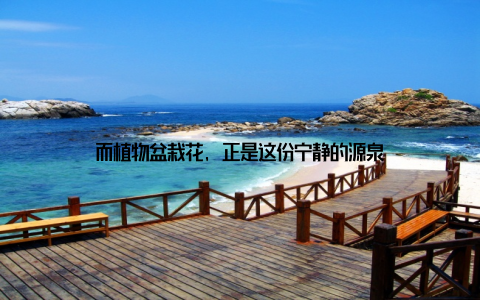 而植物盆栽花, 正是这份宁静的源泉