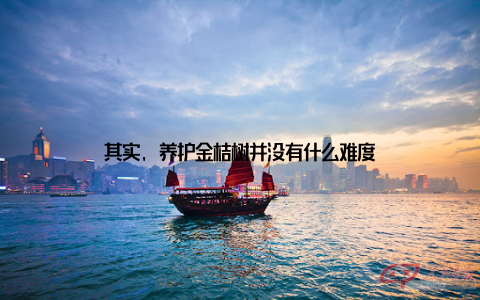 其实, 养护金桔树并没有什么难度