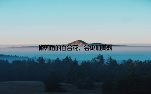 修剪后的百合花, 会更加美观