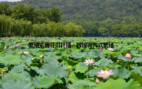 繁殖紫藤花可扦插、嫁接等方式繁殖