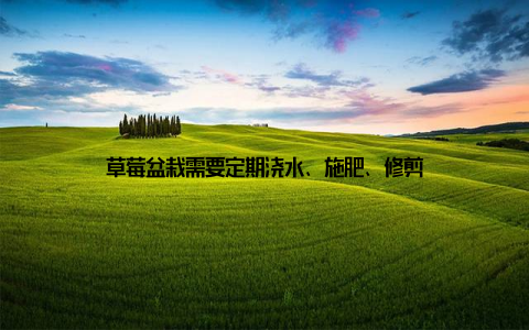 草莓盆栽需要定期浇水、施肥、修剪