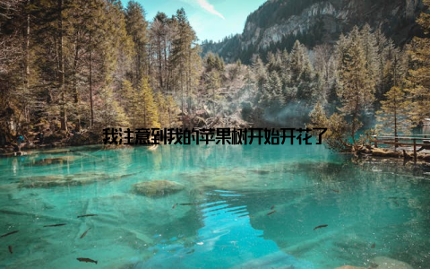 我注意到我的苹果树开始开花了