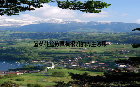 蓝英花盆栽具有很好的养生效果