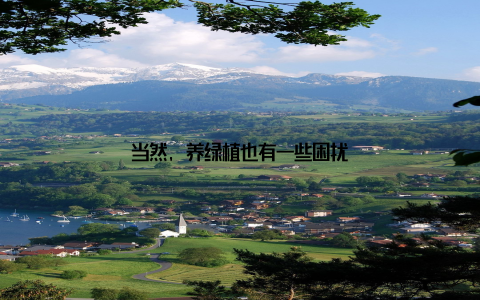 当然, 养绿植也有一些困扰