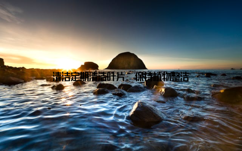 清洁定期清洁叶片, 保持植物整洁