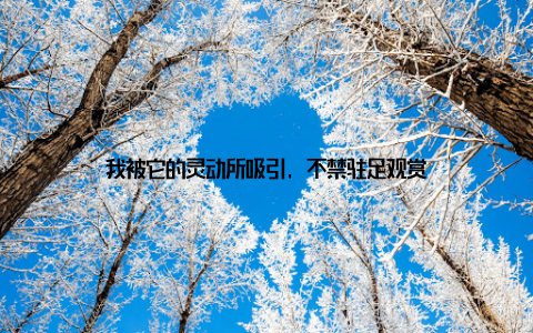 我被它的灵动所吸引, 不禁驻足观赏