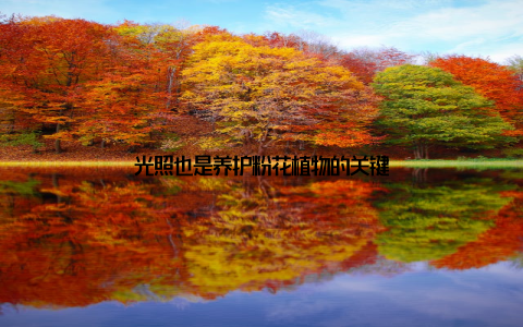 光照也是养护粉花植物的关键