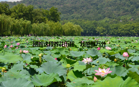 回首这段养花历程, 我感慨万分