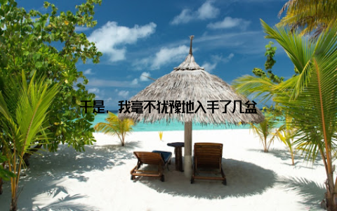 于是, 我毫不犹豫地入手了几盆