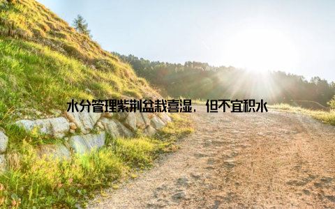 水分管理紫荆盆栽喜湿, 但不宜积水