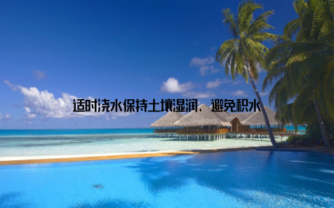 适时浇水保持土壤湿润, 避免积水