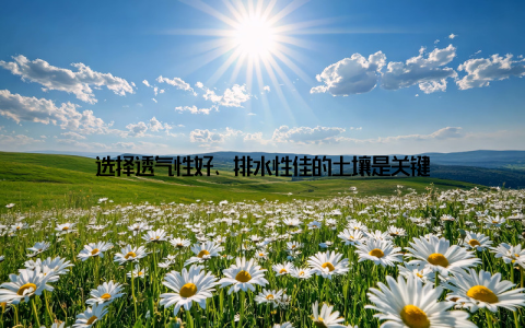 选择透气性好、排水性佳的土壤是关键