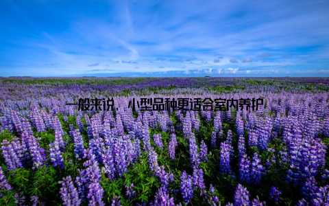 一般来说, 小型品种更适合室内养护