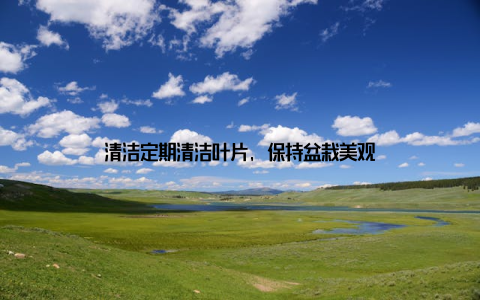 清洁定期清洁叶片, 保持盆栽美观