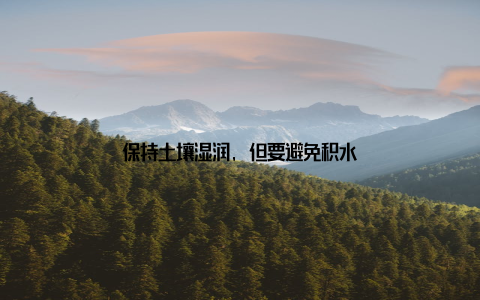 保持土壤湿润, 但要避免积水